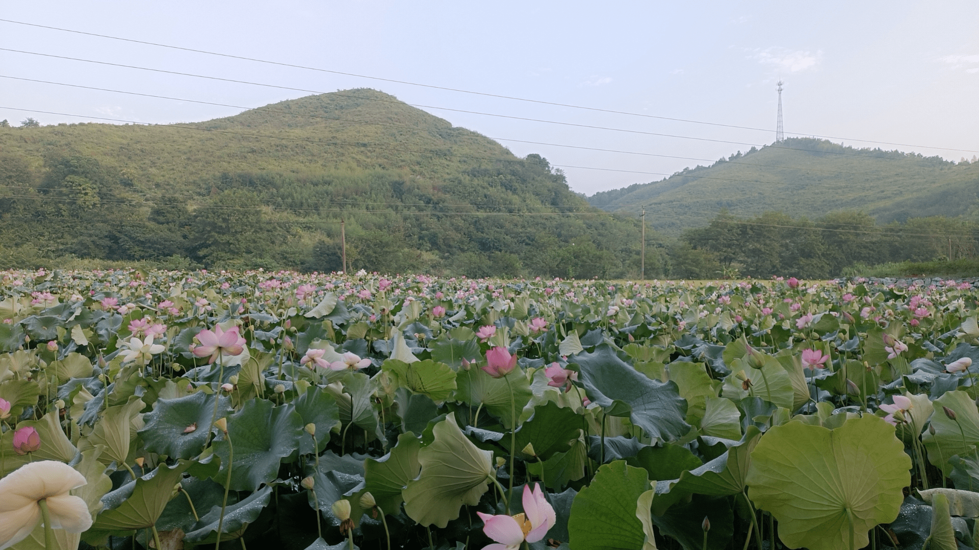 荷花池